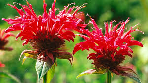 Auf amazon.de kann man kostenlos kübelpflanzen winterhart sonnig zu sich nach hause bestellen. Stauden Fur Sonne Halbschatten Und Schatten Ndr De Ratgeber Garten