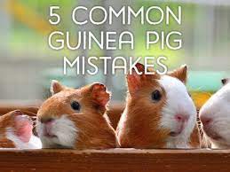 Visit your local scarborough petsmart store for essential pet supplies like food, treats and more from top brands. 5 Common Mistakes Guinea Pig Owners Make Pethelpful