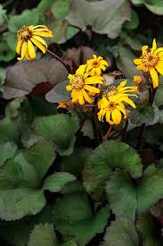 Image result for Lintonia