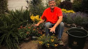 A fantastic annual/tropical flowering plant that produces sweet smelling clusters of brightly colored tubular flowers in shades of cream, yellow, pink, orange, red, and multicolor over a bushy, mounded to trailing habit. How To Prepare Soil To Plant Lantana Garden Savvy Youtube