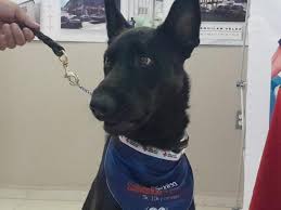 Realizan simulacro con perros rescatistas de la Cruz Roja