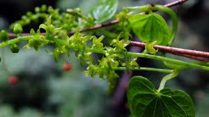 Image result for Dioscoreaceae