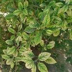 Image result for Clutia pulchella