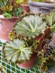 Image result for Begonia nyassensis