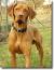Vizsla Wirehaired