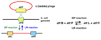 Plasmids are superior to phage if this is an important consideration. Bp And Lr Reactions In Lambda Phage Infection Of E Coli The Download Scientific Diagram