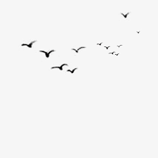 Bird Bird Circle Logo Design Birds In The Sky