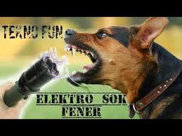 Elektro Shock Lens How To Protect Against The Dogs Who Go To The Bicycle I Have Our Own Youtube