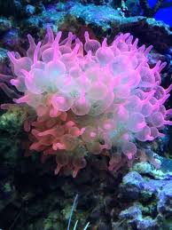 They are named after the anemone, a terrestrial flowering plant, because of the colourful appearance of many. Pin On Comet