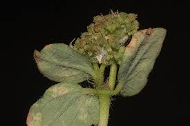 Image result for Euphorbia ophthalmica