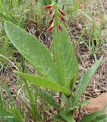 Image result for Eriosema