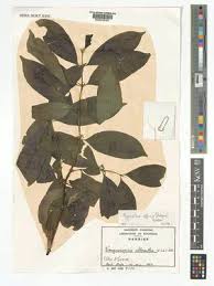 Image result for Pyrostria bibracteata