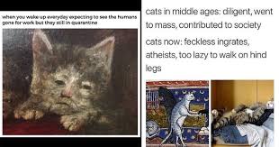 Kittenhood lasts from birth to one year (approximately 15 years in human age) and marks the fastest growing stage of a cat's life. Fifteen Medieval Cat Memes Proving They Ve Always Been Up To Their Same Ol Bs Mimicnews