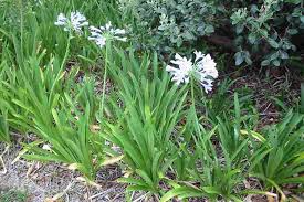 Image result for Agapanthus praecox