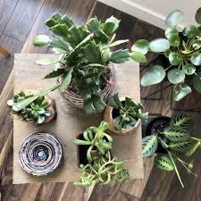 10 Unique Plant Decorating Ideas For Your Home My Tasteful Space