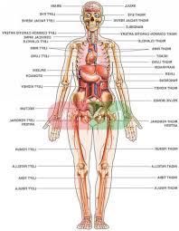 Anatomy and physiology map chapter 1. Organ Layout Human Koibana Info Human Body Organs Human Anatomy Female Human Body Anatomy