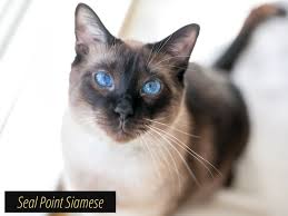 Breed standard, chocolate point, lilac point, and blue point, with wedge or. Seal Point Siamese The Best Cat Breed To Own Mypetience