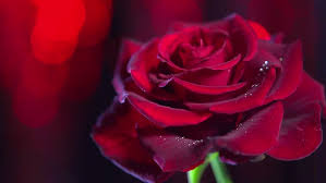 Check spelling or type a new query. Red Rose Flower Close Up Stock Footage Video 100 Royalty Free 8709793 Shutterstock
