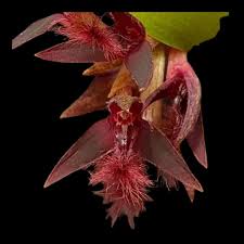 Image result for Bulbophyllum fuscum