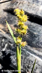 Image result for Cenchrus incertus