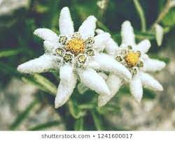 Pin On Gambar Bunga Terindah
