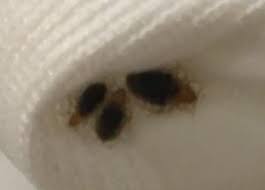 It's better to get rid of all the bugs together so as to reduce the chances of a recurrence. Bed Bugs Preparation Checklist Before Pest Control Service Am Pm Exterminators
