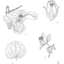 Image result for Strychnos cocculoides