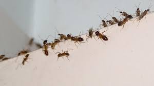 Ameisen erfüllen in der natur und im garten eine nützliche rolle. Ameisen In Der Wohnung 1 Stock