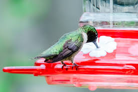Hummingbird nectar is also known as hummingbird food. Hummingbird Food Recipe Won T Harm Birds Elizabeth Rider