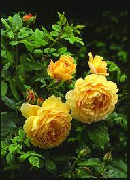 Golden Celebration C Ausgold Fragrant Roses Beautiful Flowers Pretty Flowers