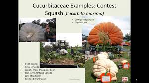 Image result for Cucurbitaceae