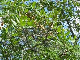 Image result for Uapaca guineensis