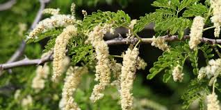 Image result for Acacia burkei