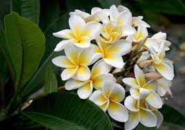 Maybe you would like to learn more about one of these? Flowers Photo White Plumeria Plumeria Flowers Beautiful Flowers Most Beautiful Flowers