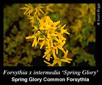 Image result for Oleaceae