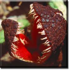 Image result for Hydnora