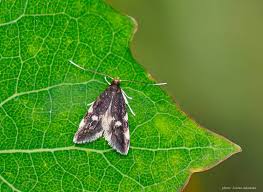 Image result for Telechrysis tripuncta