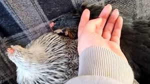 He loves his chickens so much! He just knows he can't get to close or they  wil peck him hahaha