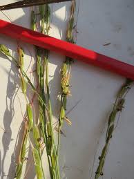 Image result for Oryza longistaminata