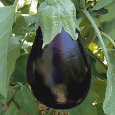 Check spelling or type a new query. Black Beauty Eggplant Seeds Buy Eggplant Seeds Online