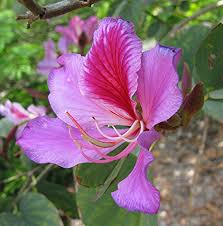 Image result for Bauhinia variegata