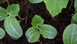 We did not find results for: Plant Growth Stages Of Pumpkins With Tips Pictures Along The Way The Pool Gardener