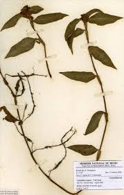 Image result for Commelina congesta