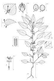 Image result for Acalypha segetalis
