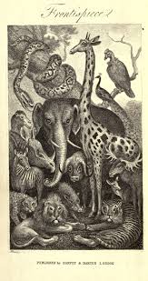 Natural History Of Animals Biodiversity Heritage Library Animal Art Animal Sketches Animal Illustration