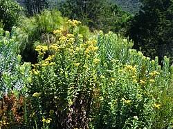 Image result for Helichrysum pawekiae