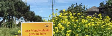 Pollinators provide a vital service to plants in helping them spread their genetics to produce more productive crops. Pollinator Corridors Under Power Lines
