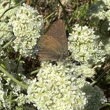 Image result for Satyrium sceptrum