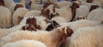 صور خرفان بمناسبة عيد الاضحى sheep خروف العيد. Ø§Ù„Ø®Ø±ÙˆÙ Ø§Ù„Ø³ÙˆØ±ÙŠ Ø£ØºÙ„Ù‰ Ø£Ø¶Ø­ÙŠØ© Ø¹Ø±Ø¨ÙŠØ§ ÙˆØ¯ÙˆÙ„Ø© Ø®Ù„ÙŠØ¬ÙŠØ© ØªØ³ØªÙˆØ±Ø¯ 9 Ø¢Ù„Ø§Ù Ø±Ø£Ø³ Ø§Ù„Ø§Ù‚ØªØµØ§Ø¯ÙŠ