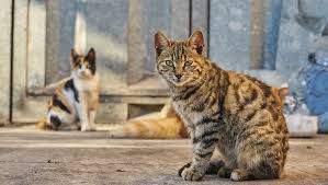 How do you catch a feral cat that's hard to trap? Trap Neuter Return Tnr Services In Las Vegas Little White Dog Co Las Vegas Dog Walking And Pet Sitting